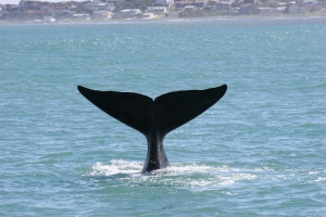 Sailing Whale Tail